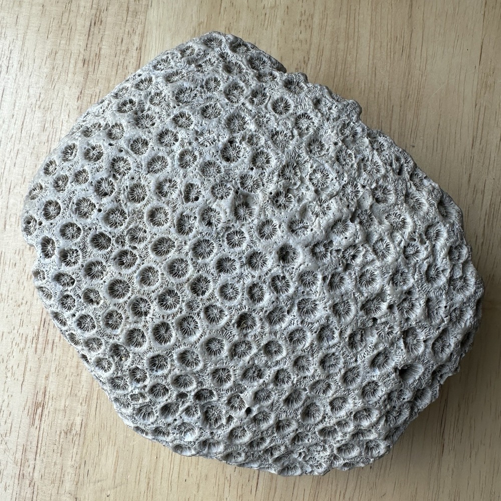 Fossil Coral Colony Specimen 5.5" Detailed Tarrant County Texas Creek Find 42 oz - Picture 2 of 11